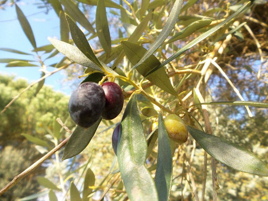 alyvuogiu aliejus, alyvuoge, italiskas alyvuogiu aliejus, geras alyvuogiu aliejus, enogastronomines keliones